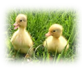 22 - Two Little Ducks